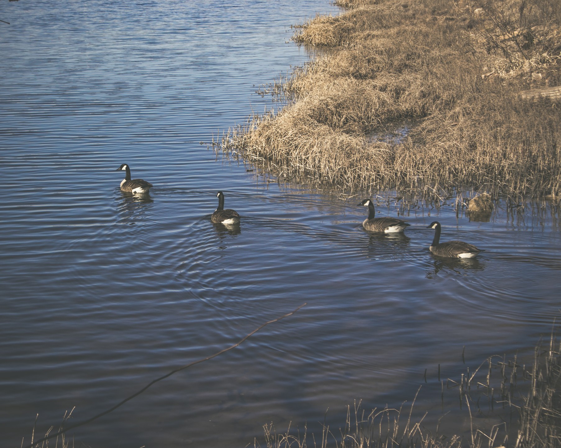 Geese in water